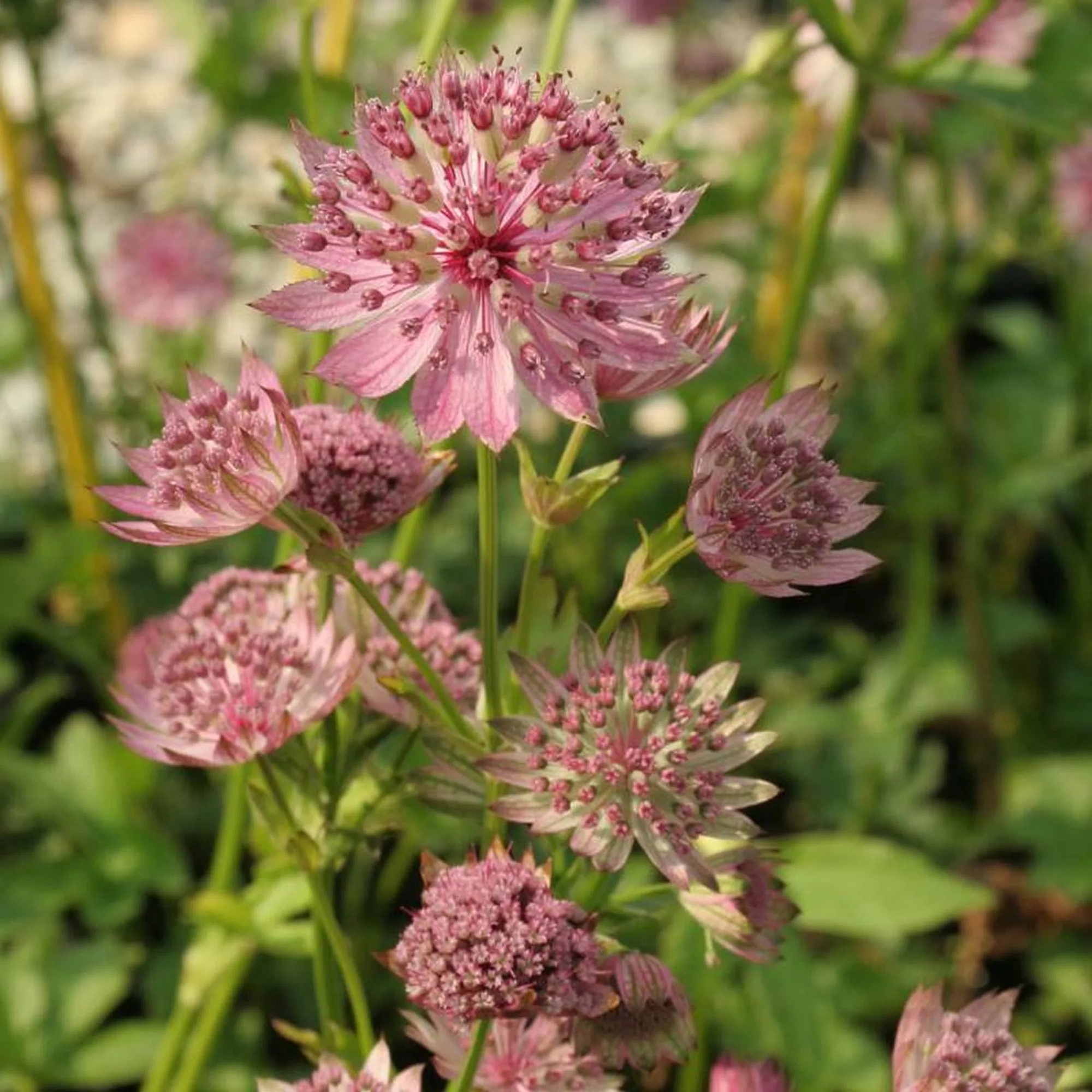 Astrantia major "Pink Pride"