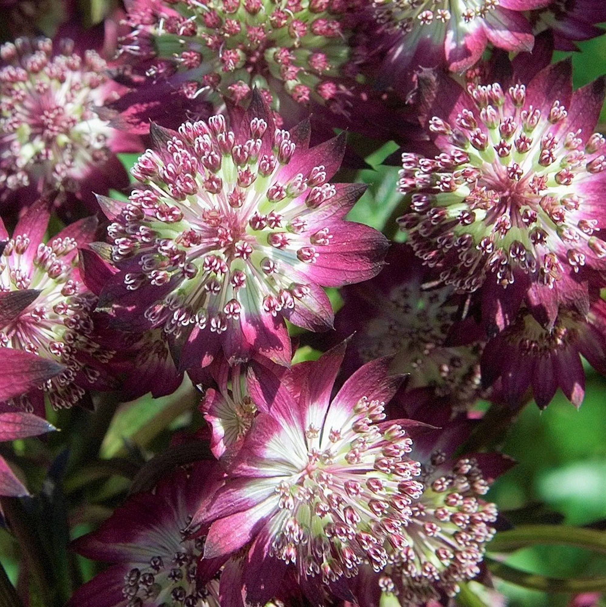 Astrantia major "Star of Beauty"