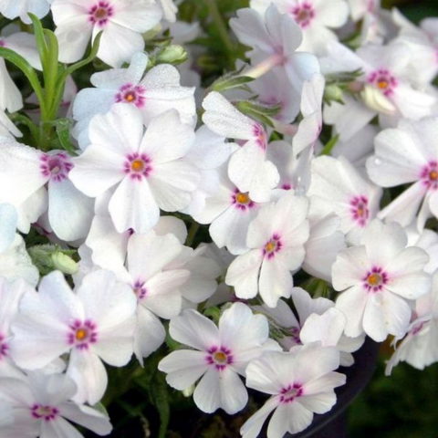 Phlox subulata "Pharao Red Eye"