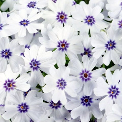 Phlox subulata "Pharao Blue Eye"