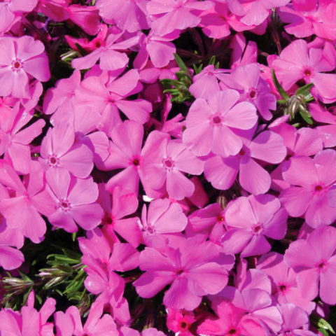 Phlox subulata "Drummond's Pink"