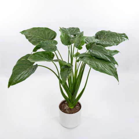 Alocasia cucullata