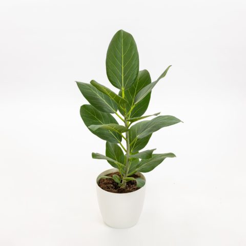 Ficus benghalensis "Audrey"