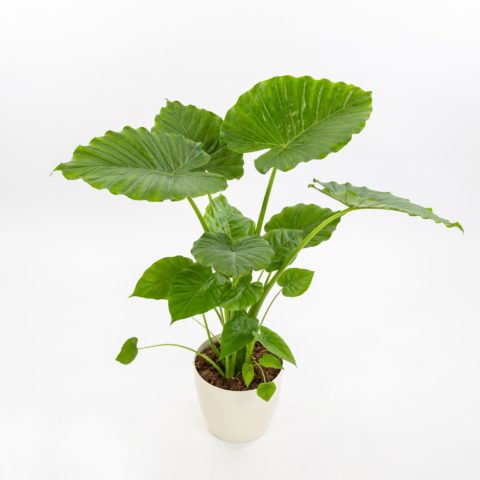 Alocasia gageana "California"