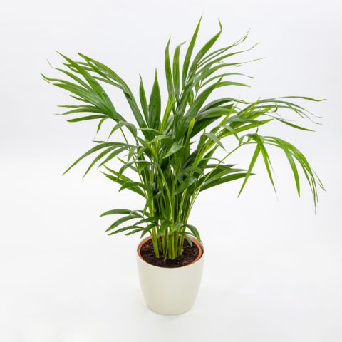Dypsis lutescens