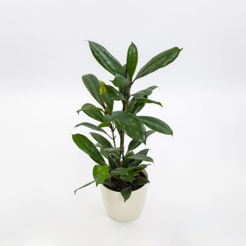 Ficus cyathistipula