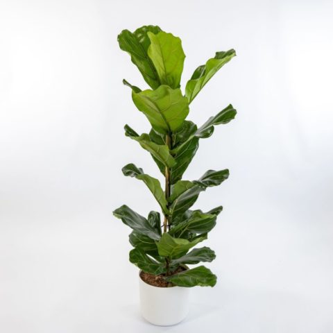 Ficus lyrata