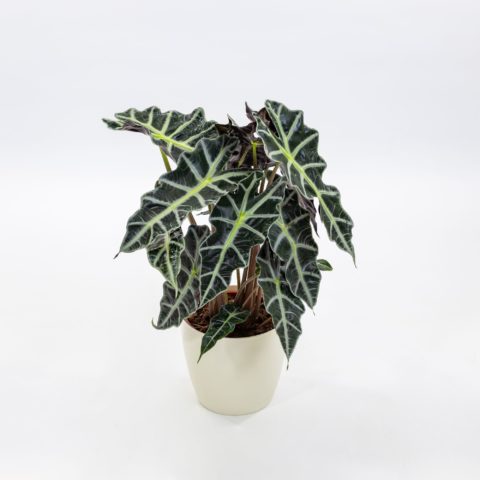 Alocasia x amazonica "Polly"