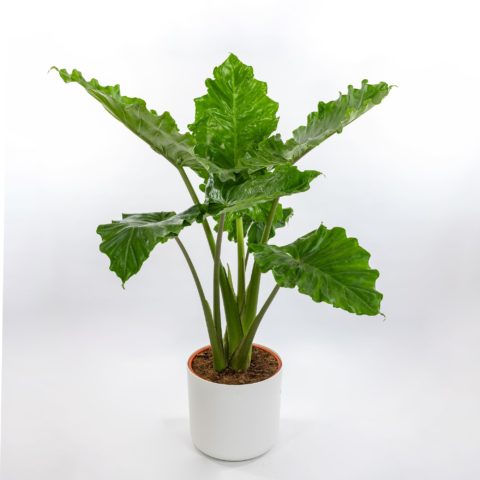 Alocasia "Portodora"