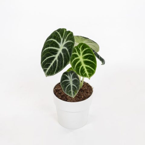 Alocasia "Black Cardinal"