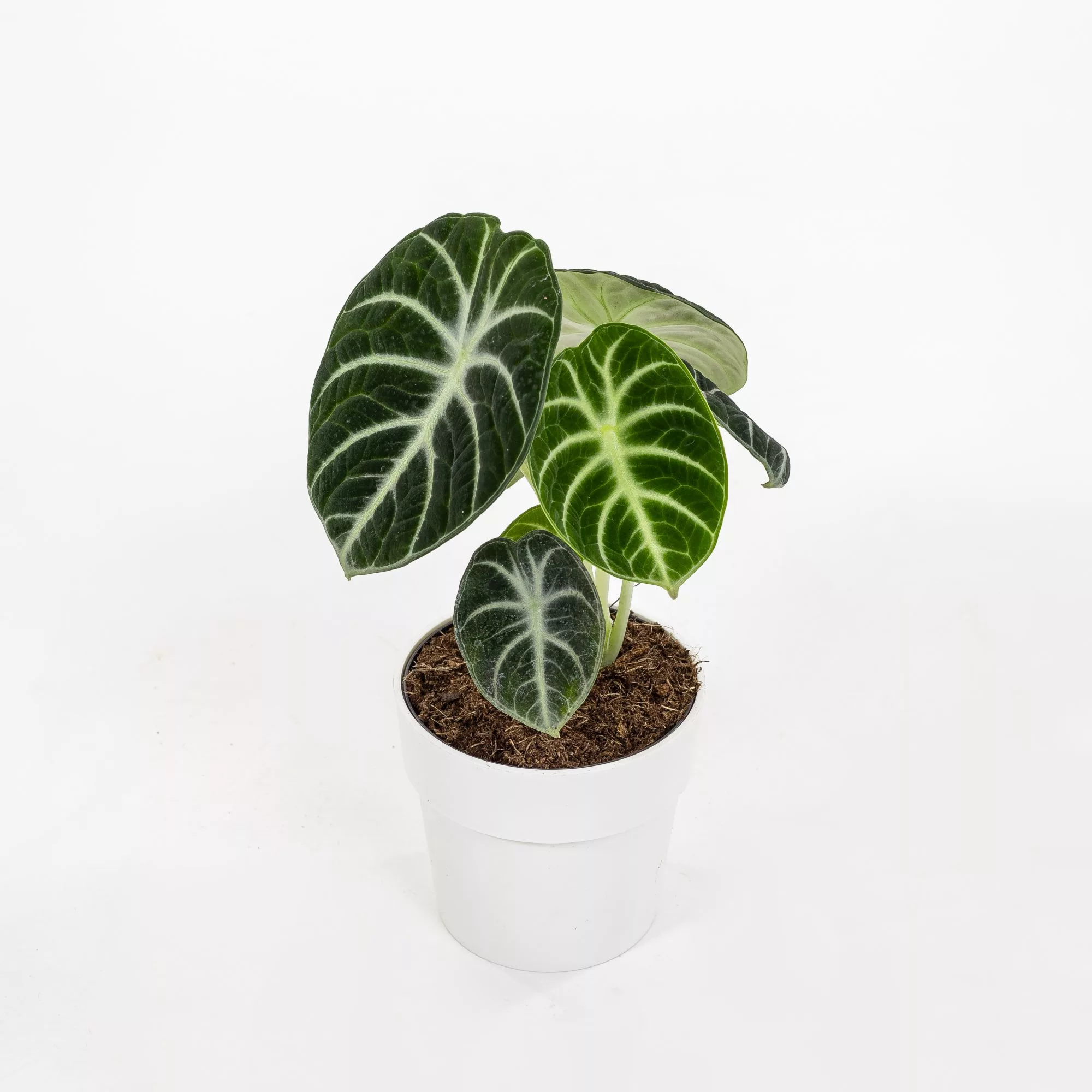 Alocasia "Black Cardinal"