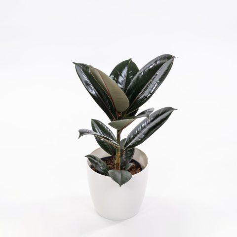 Ficus elastica "Abidjan"