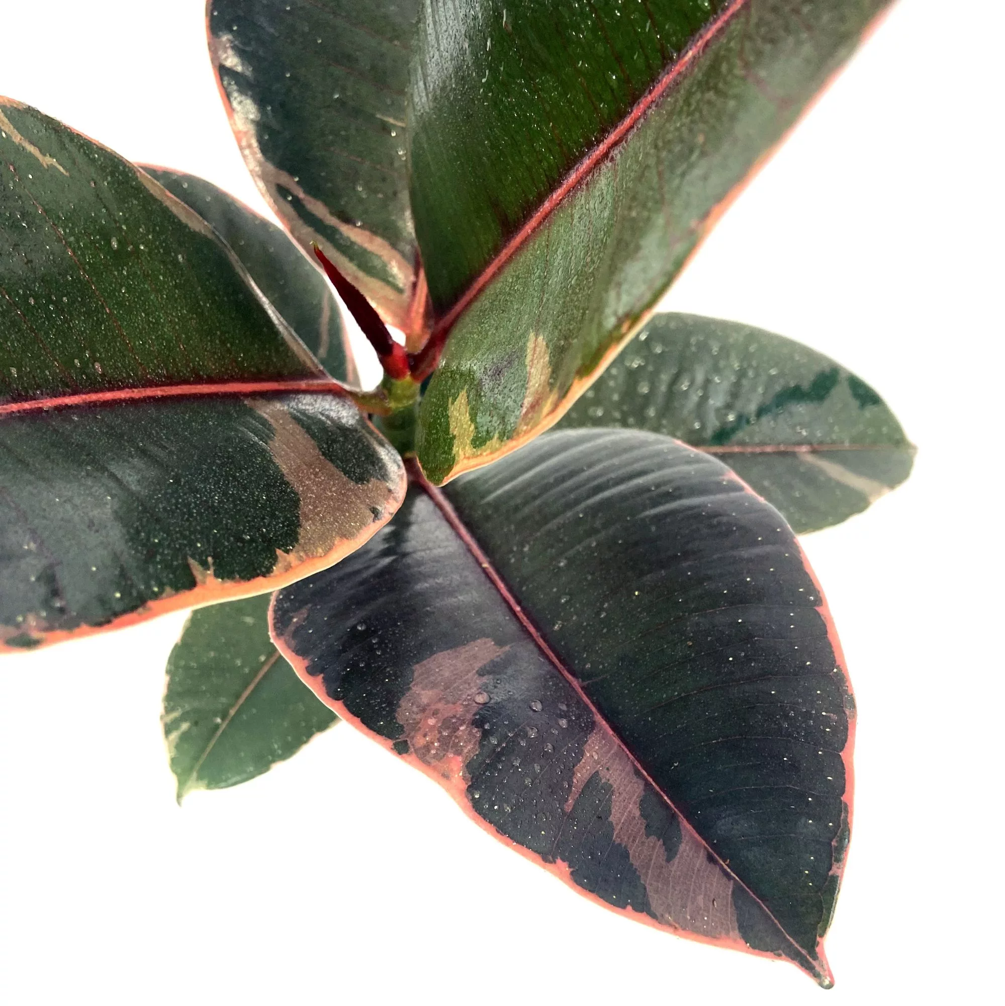 Ficus elastica "Belize"