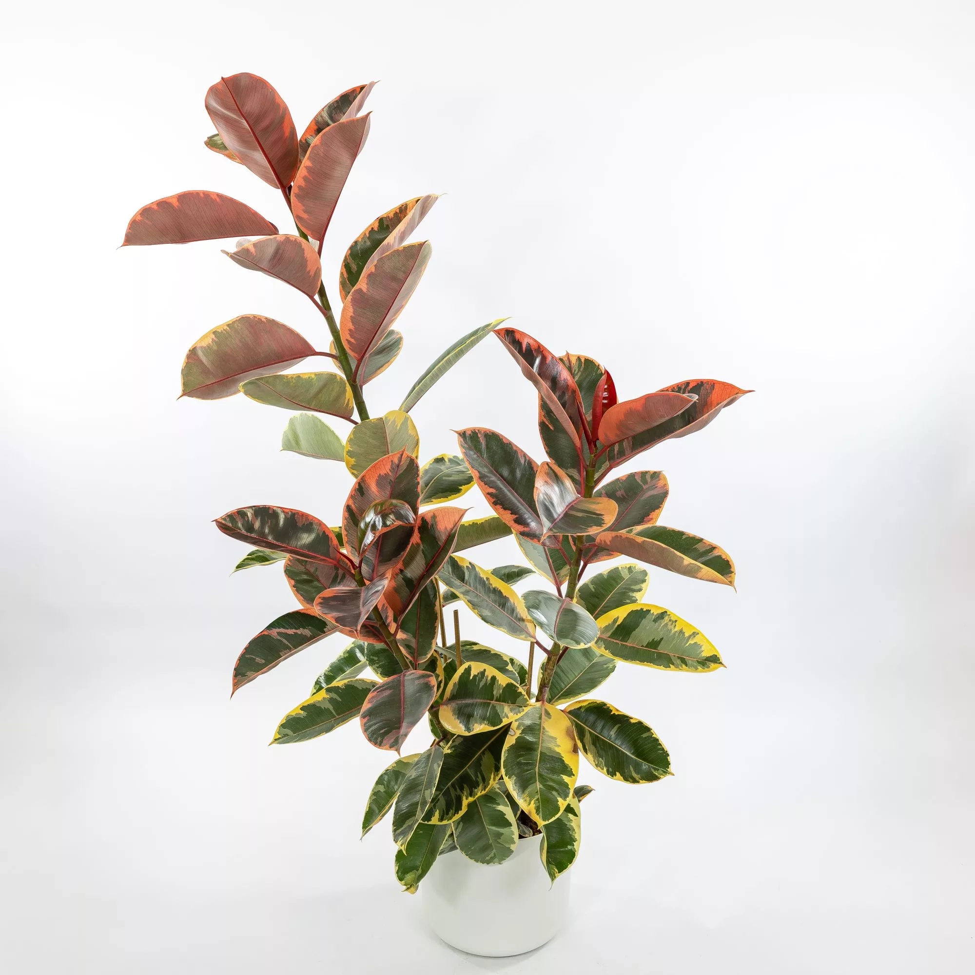 Ficus elastica "Belize"
