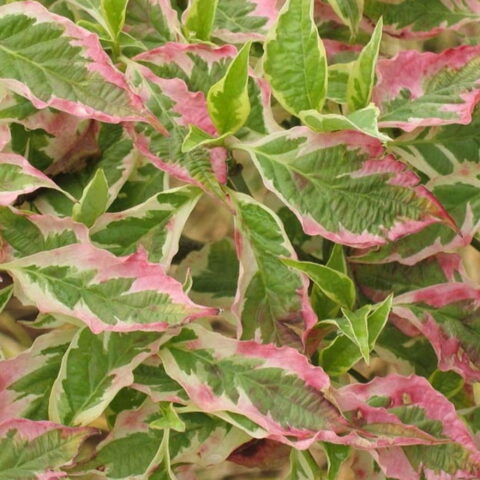 Cornus florida "Cherokee Daybreak"