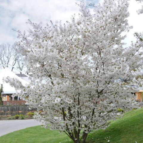 Prunus "The Bride"