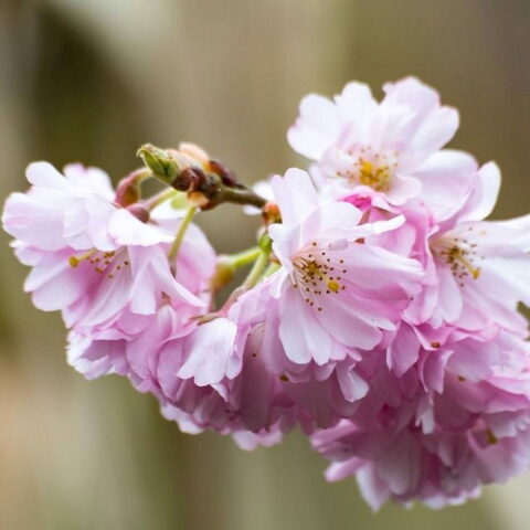 Prunus incisa "Oshidori"