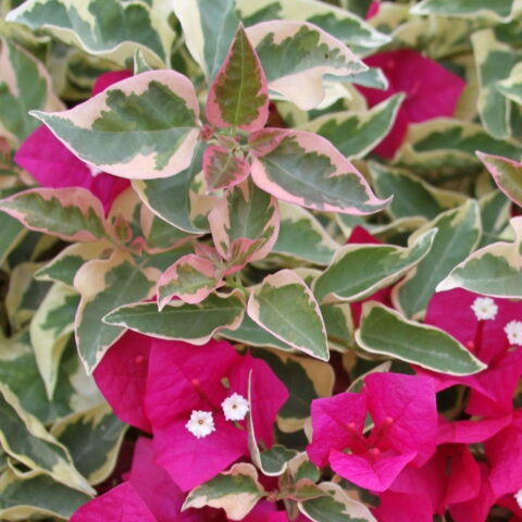 Bougainvillea x buttiana "Raspberry Ice"