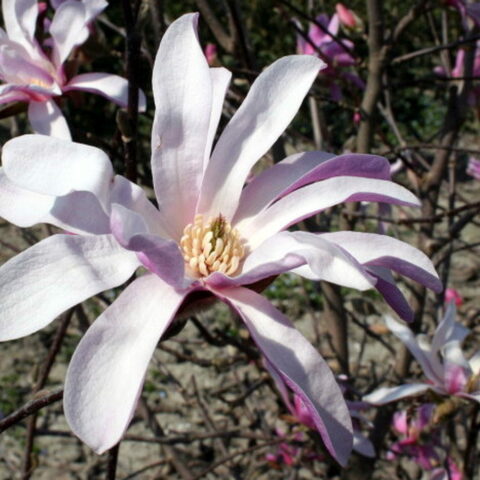 Magnolia stellata "Rosea"