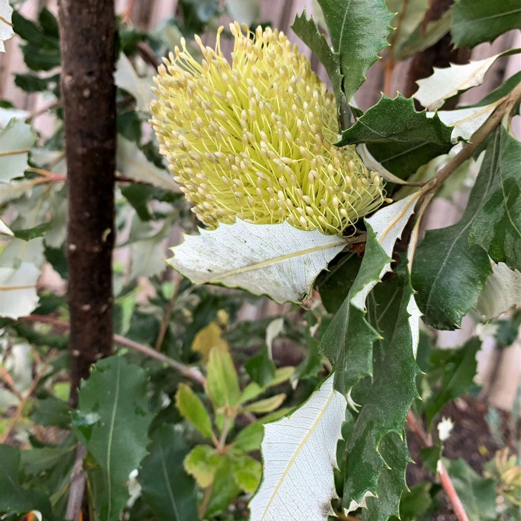 Banksia integrifolia