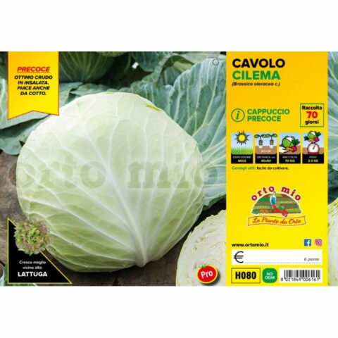 Cavolo cappuccio tondo precoce "CilemaF1"