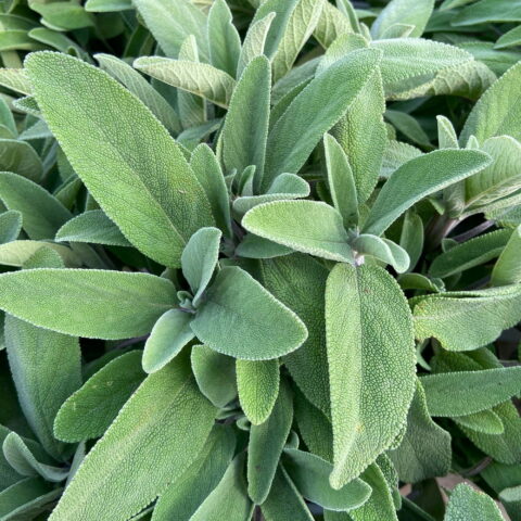 Salvia officinalis