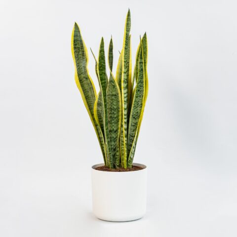 Sansevieria trifasciata "Laurentii"