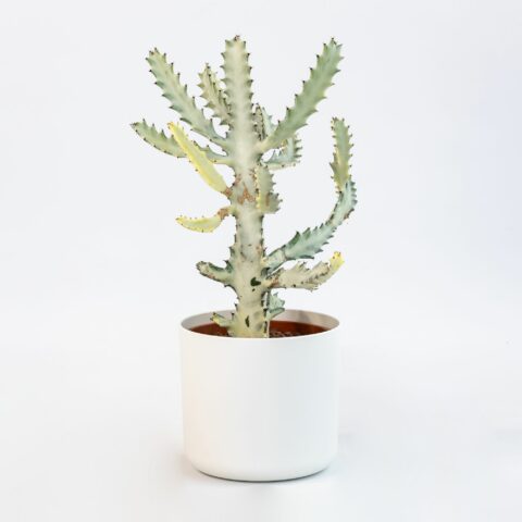 Euphorbia lactea "White Ghost"