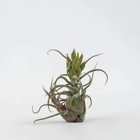 Tillandsia pruinosa