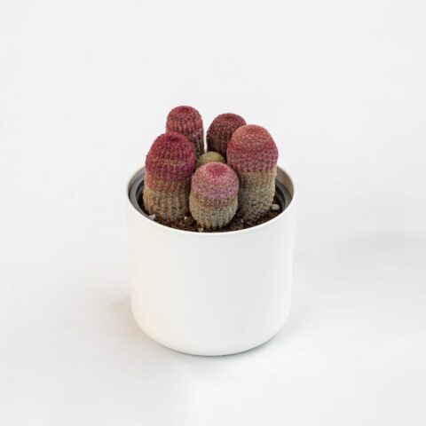 Echinocereus pectinatus var. rubrispinus