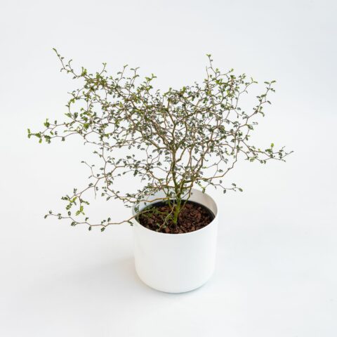 Sophora "Little Baby"