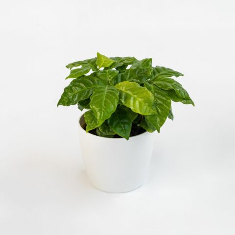 Coffea arabica