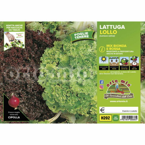Lattuga lollo mix bionda "Locarno" e rossa "Concorde"