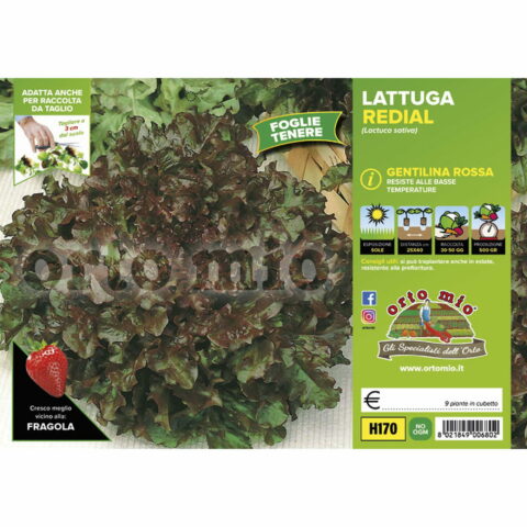 Lattuga gentilina rossa "Redial"