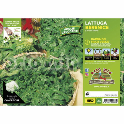 Lattuga barba dei frati verde "Berenice"