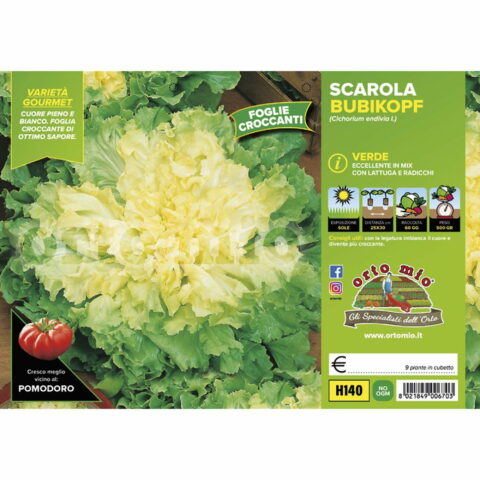 Indivia Scarola verde Bubikopf "Stratego"