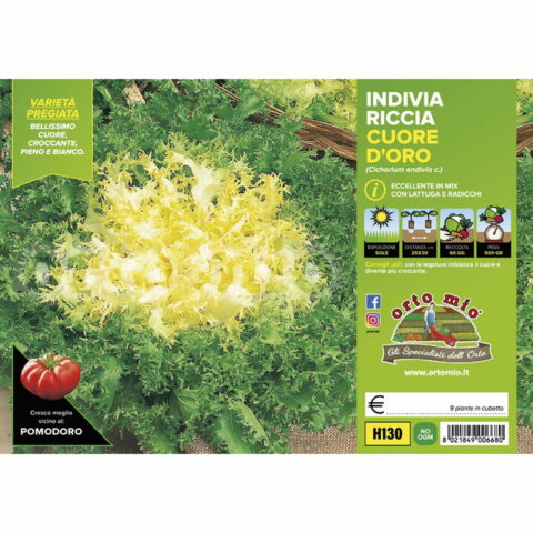 Indivia Riccia a cuore d'oro "Cigal/Mirna"