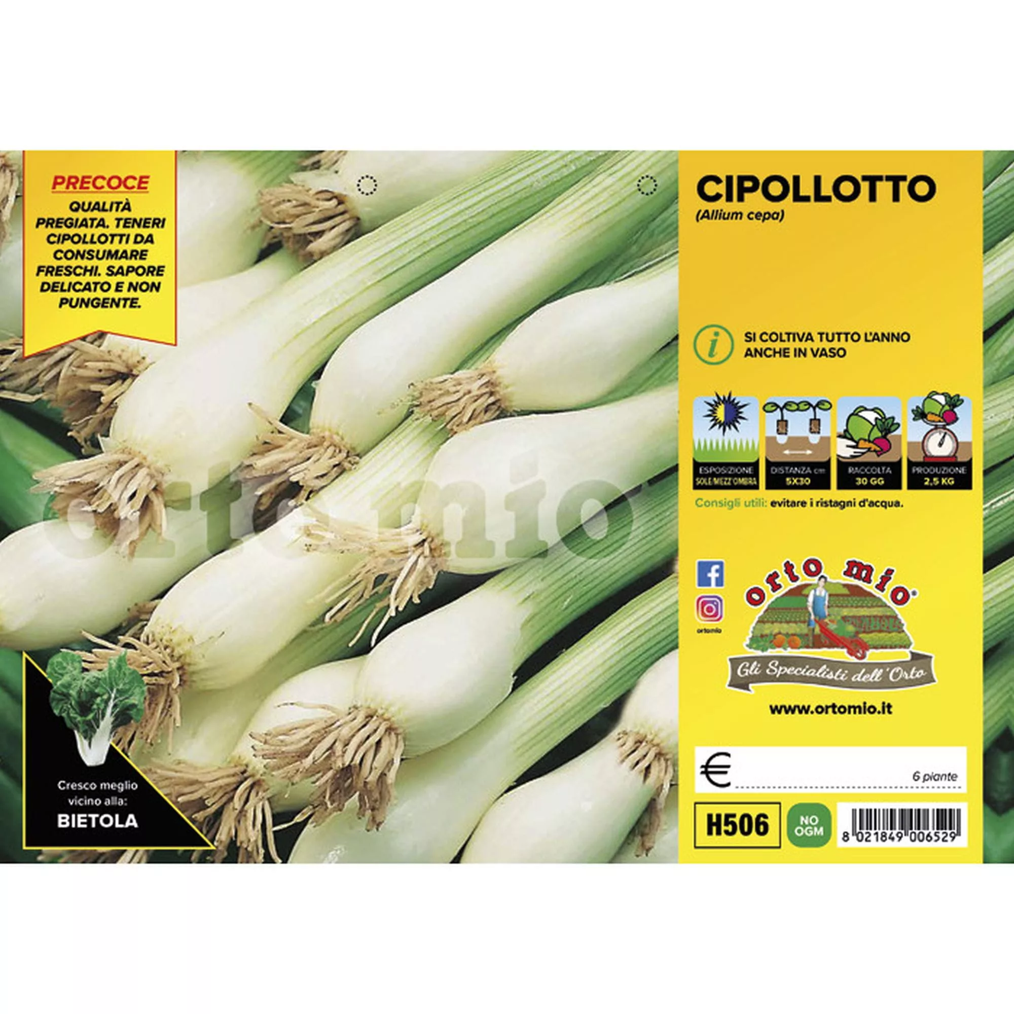 Cipolla per Cipollotto