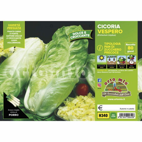 Cicoria e Radicchio Pan di zucchero precoce "VesperoF1"
