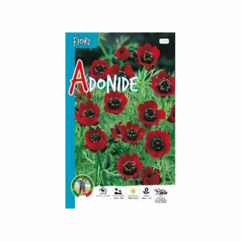 Adonide (Semente)