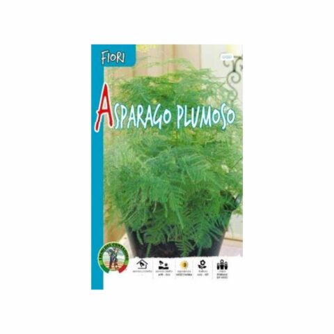 Asparagus plumosus (Semente)