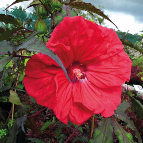 Hibiscus moscheutos "Carousel Red Wine"