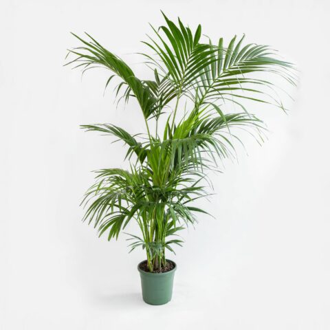 Kentia
