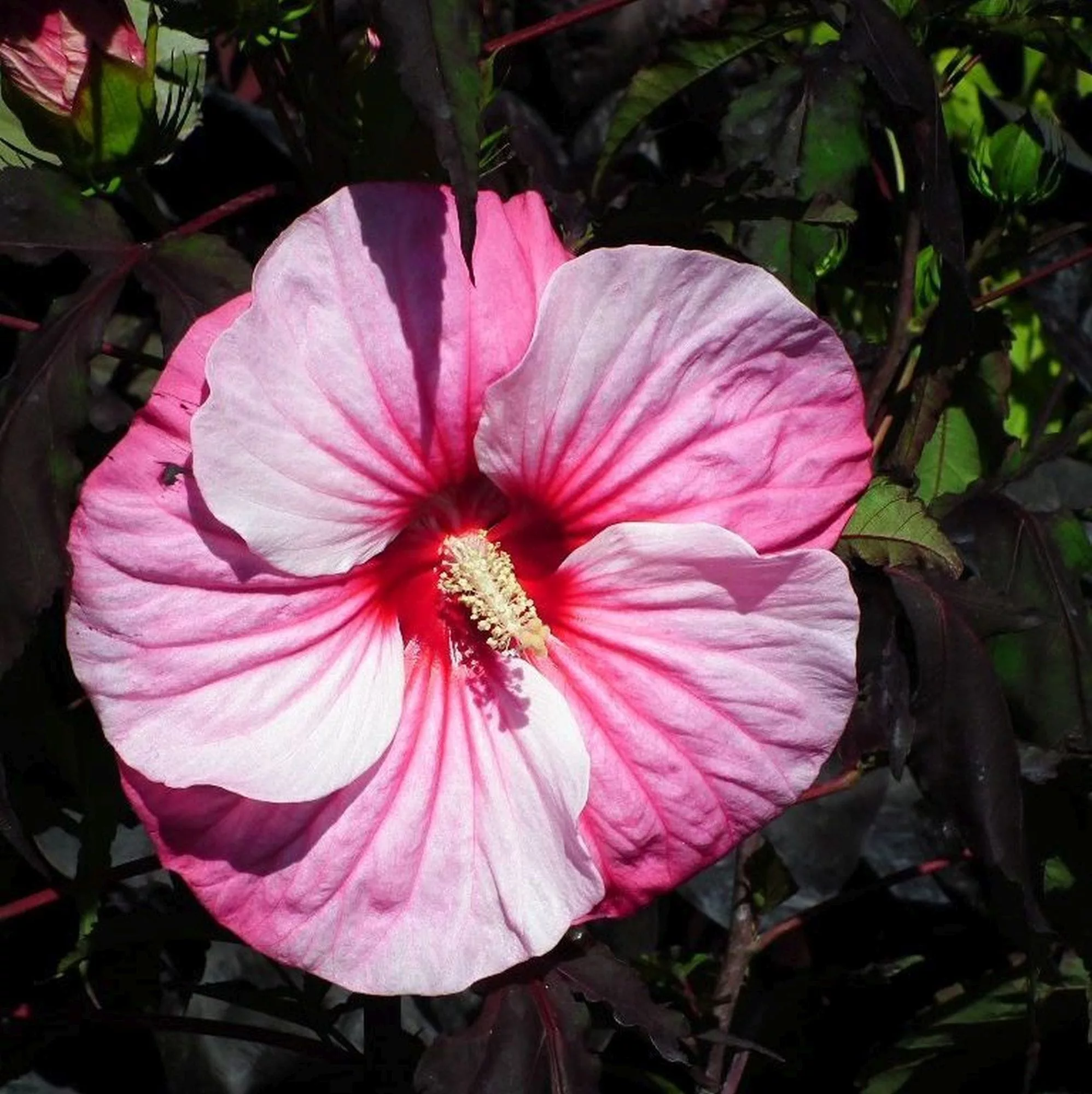 Hibiscus moscheutos "Carousel Pink Candy"