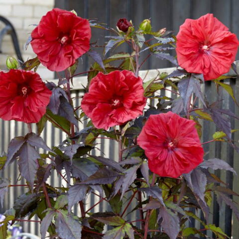 Hibiscus moscheutos "Carousel Geant Red"
