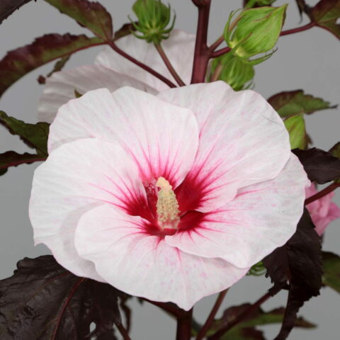 Hibiscus moscheutos "Carousel Jolly Heart"