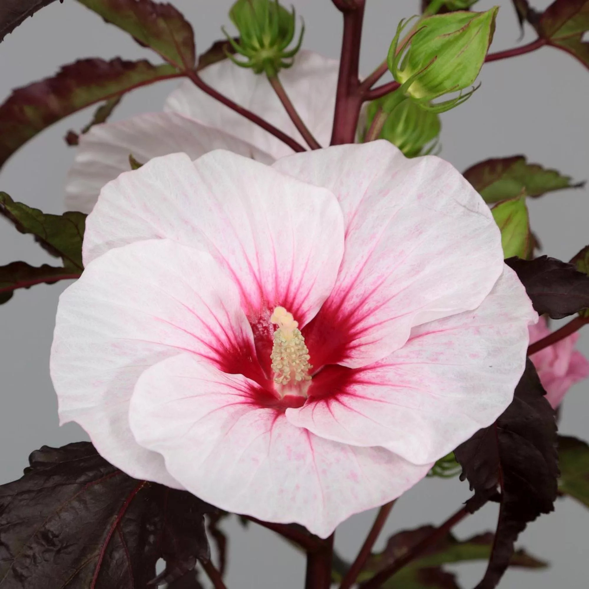 Hibiscus moscheutos "Carousel Jolly Heart"