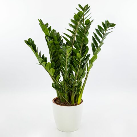 Zamioculcas zamiifolia