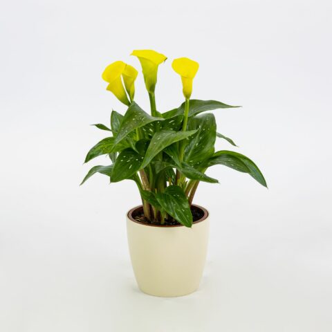 Zantedeschia "Gialla"