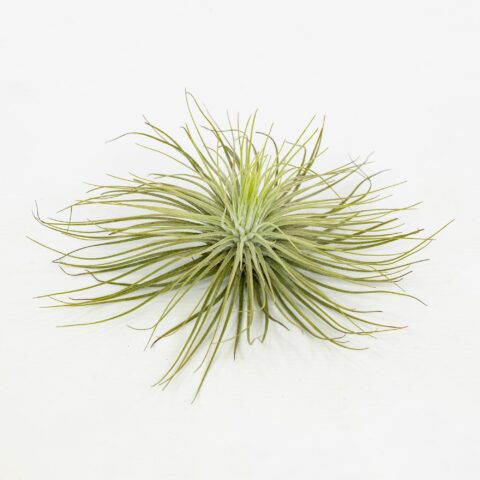 Tillandsia magnusiana